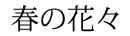 春の花々