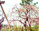 春の花々