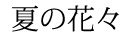 夏の花々