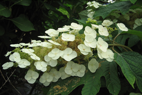 夏の花々