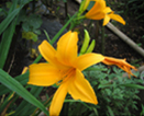 夏の花々