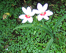 夏の花々