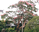夏の花々