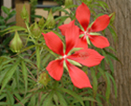 夏の花々