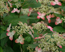 夏の花々