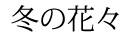 冬の花々